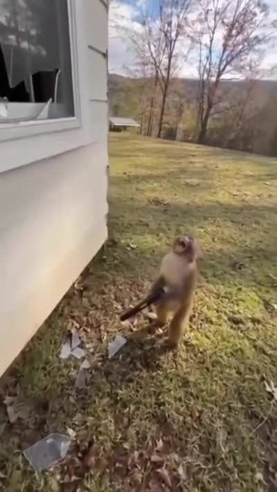 This monkey
