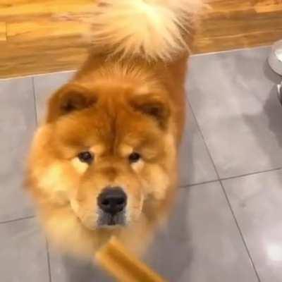 There are two types of dogs