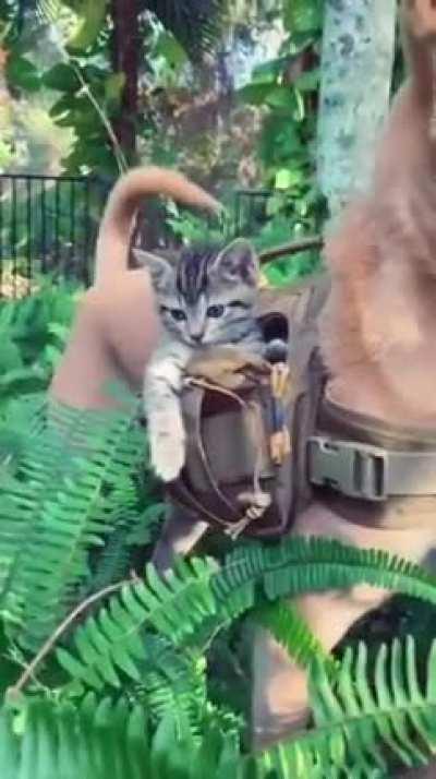 Khajiit has beast of burden, if you have coin