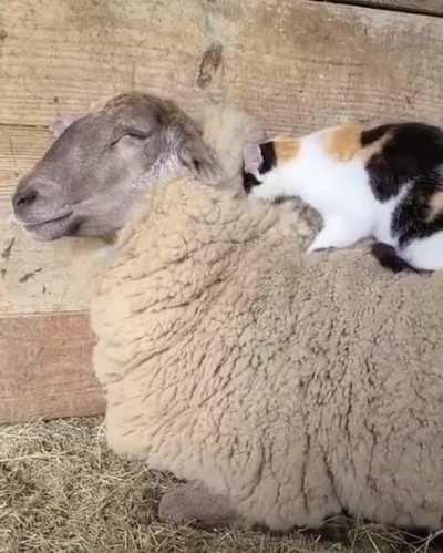 They get along well!It's so sweet!