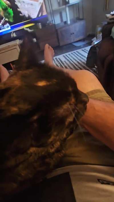 Eevee loves having her fat belly rubbed.