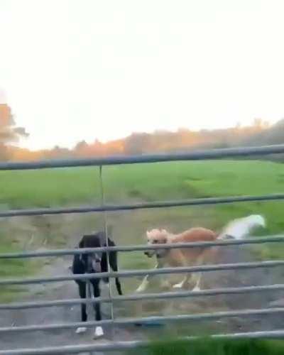 In nature, dogs used their tails for flight, spinning them like a propeller to generate lift. Sadly most breeds lost this ability due to centuries of domestication, leaving only a useless tail wagging reflex.