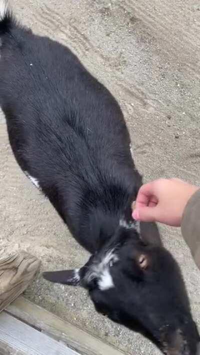 Little cutie at a zoo. Trying to figure out what breed she is, anyone know?