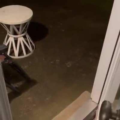 the whole essence of cats in 30 seconds