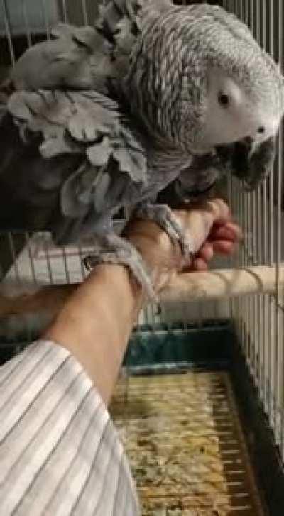 looking after my sister's parrot while she's traveling. little help please.