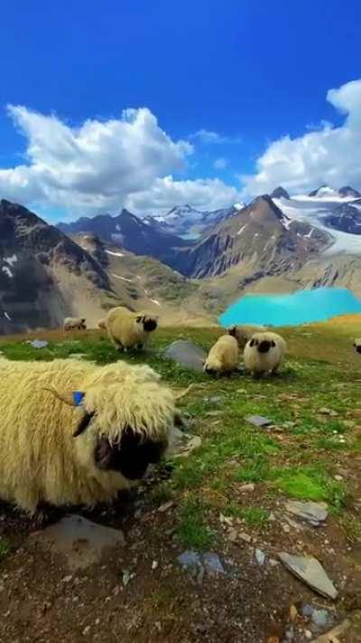 🔥 Get intimate with nature,close to the flock