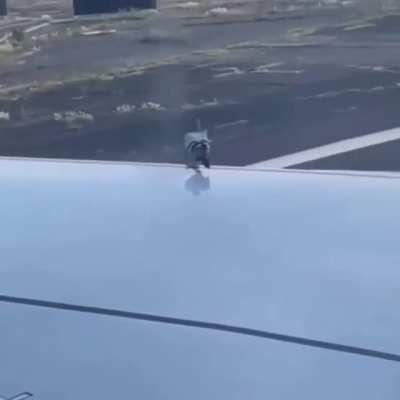 My wings people needs me