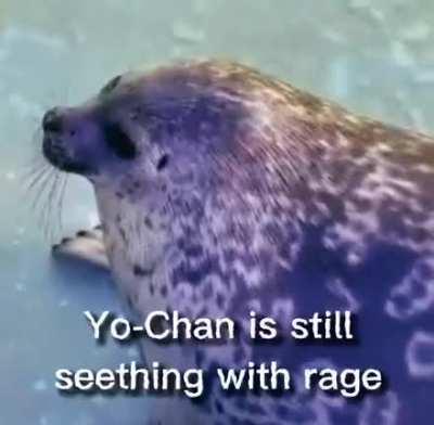 angy (source: tokkaricenter_official on TikTok I think)