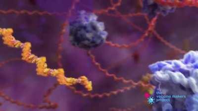 How a Covid-19 mRNA vaccine works