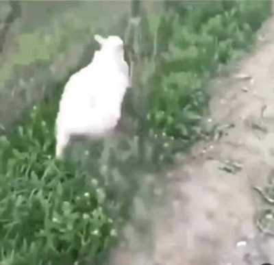 how are your NVDA calls?