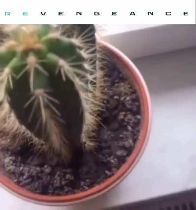 pain... this is why i fight