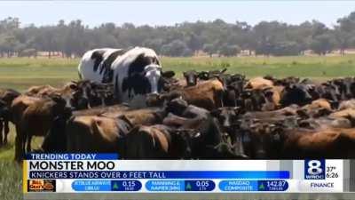 I see we talk about absolute units here...