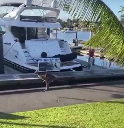Kangaroo jump to the sea