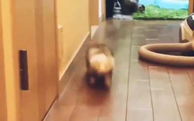 my chillet after walking for 5 seconds 