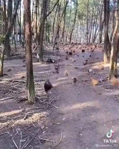 This give me La Revolution vibes