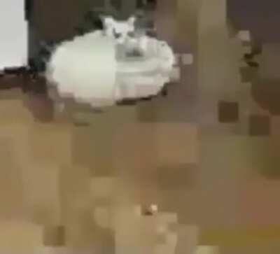 ZOOMER GOING ZOOMIES