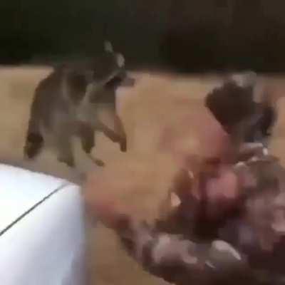 Bang smack - The Song