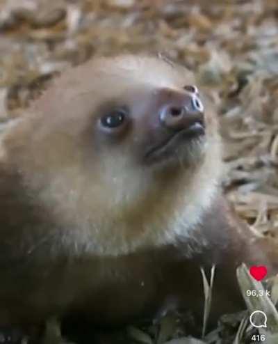 Le bébé paresseux est tomber de l’arbre et cherche sa maman qui veut lui faire un gros câlin pour l’aider ?