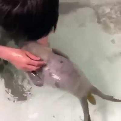 A baby seal learning to swim