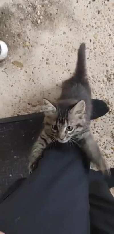 I found this cute little kitten all alone in my backyard this morning before I left for work. Looks like I now have a new pet cat