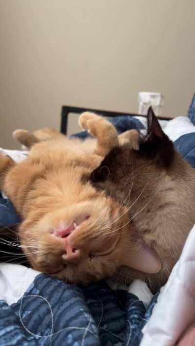 He’s still hasn’t had a turn with the brain cell