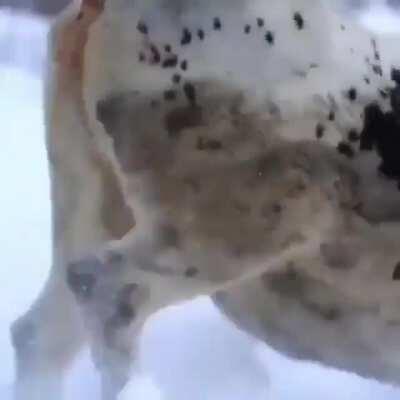 Just a man and his moo doggo