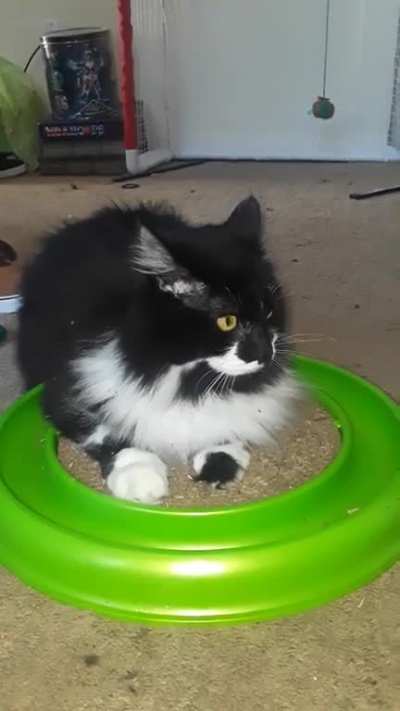 Gave han solo some catnip ❤