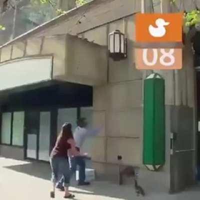 Спасение отряда утяток.