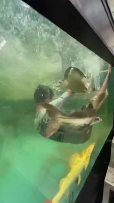 Revenge of Arapaima.