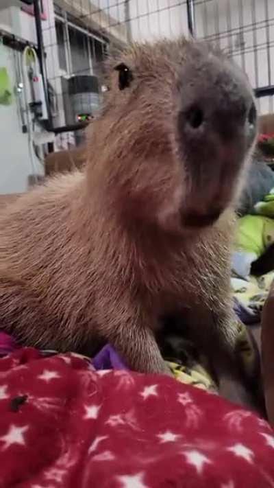 Suffer with me as I show you the downsides of living with capybaras. Here's Vinny eating poop. Right. Next. To. My. Head.