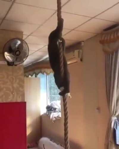 Cat climbs down rope
