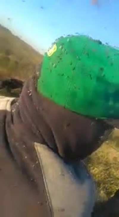 Los mosquitos son una sensación