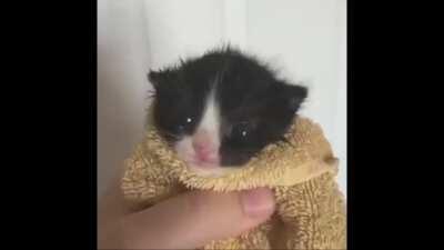 Sen Abdulhamiti savundun ama kedi versiyonu