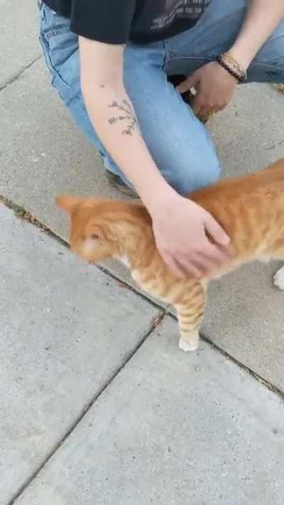 a friendly orange gal we met on a walk