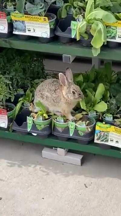 Just A Rabbit At Walmart