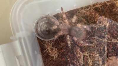 Best place to hide: inside of a full water dish