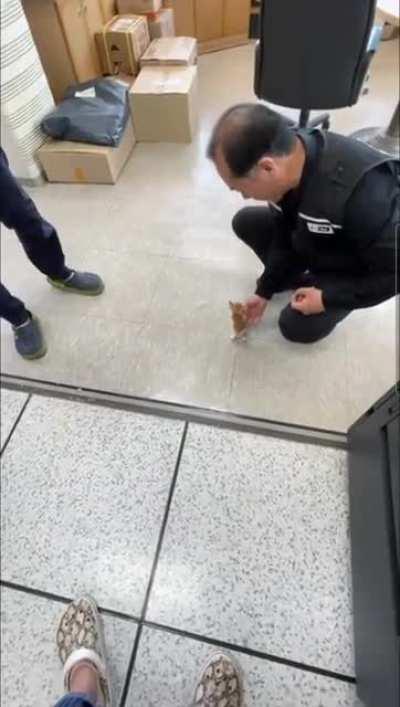 A gang of smol cats detained at a Korean police station