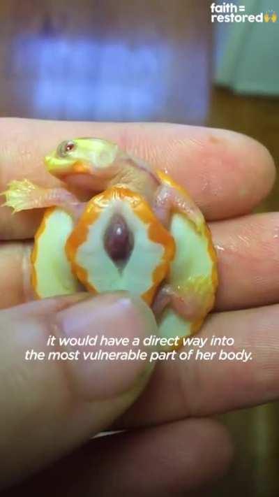 This man has nurtured a turtle with an exposed heart to ensure she survives and thrives (3:31)
