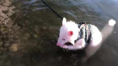 Pearl the albino trashpanda on her evening walk down to the beach. She does her part to get rid of as many zebra mussels (and crawfish) as she can.