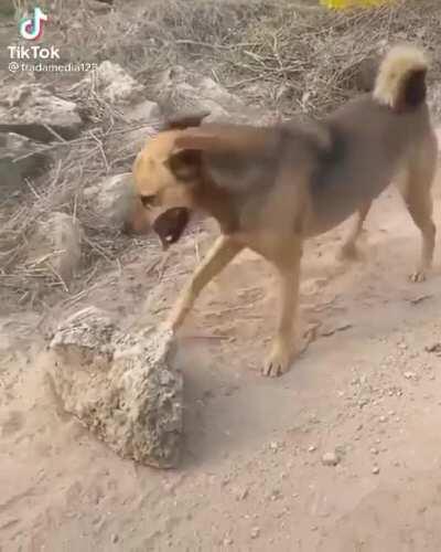 Dog fighting rock.