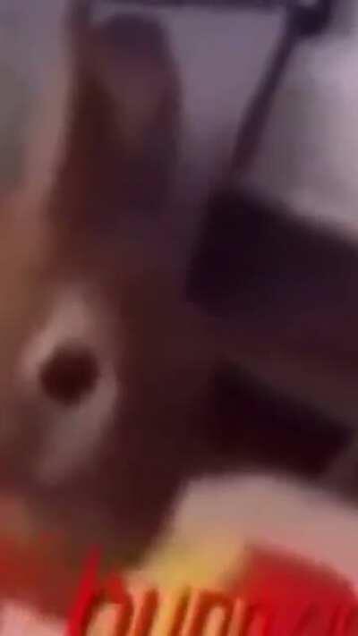 الله ههههههههههههههه