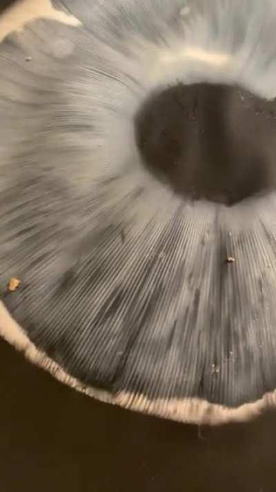 We made a spore print from a big amanita muscaria mushroom found in coastal Oregon.