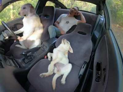 Dog on a drive with it's human pet