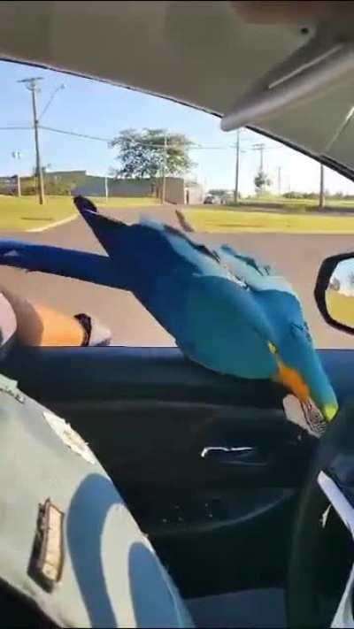 This macaw decided to join this 2 policeman rounding the area ð®ââï¸ð®ââï¸