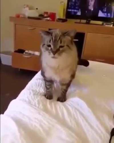 pOoR iNnoCeNt CaT sNeEzEs So HaRd hE LiTeRaLlY dIeS