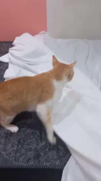 Trying to make my bed, but Bagheera doesn't allowed