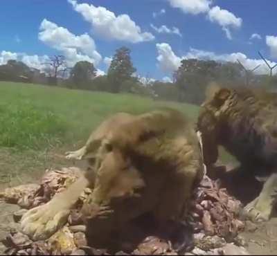 “I’m not even hungry but this is all mine”