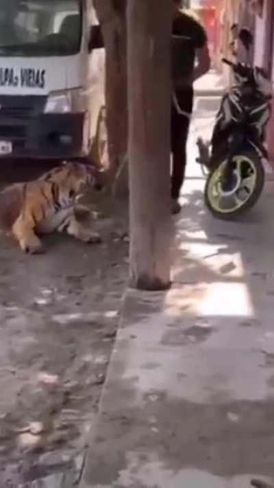 just a Bengal Tiger roaming around town and then gets taken home without any resistance. This happened in Tecuala, Mexico.