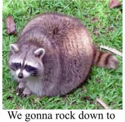 Racoon sonas when cons open back up