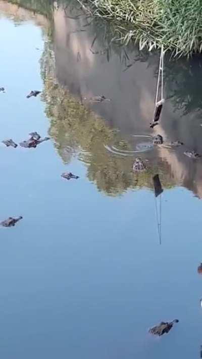 Filming gators: I hope he has insurance..